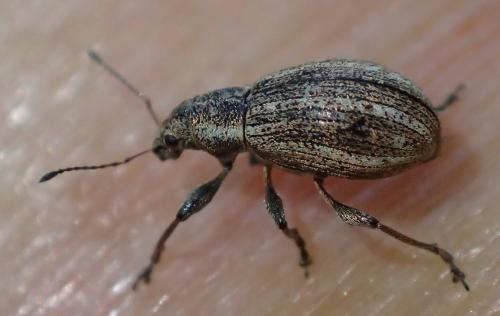 Polydrusus confluens